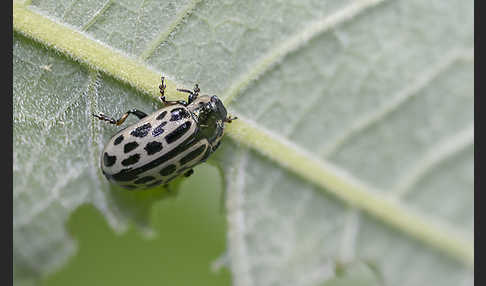 Gefleckter Weidenblattkäfer (Chrysomela vigintipunctata)