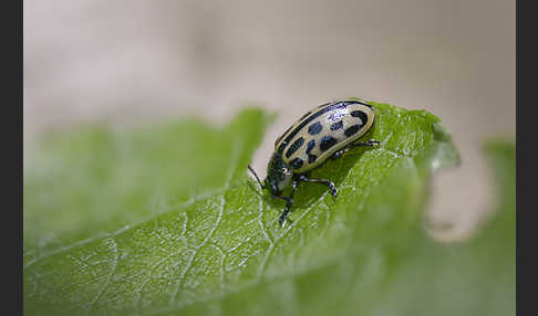 Gefleckter Weidenblattkäfer (Chrysomela vigintipunctata)