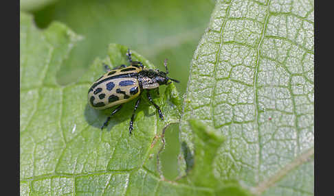 Gefleckter Weidenblattkäfer (Chrysomela vigintipunctata)