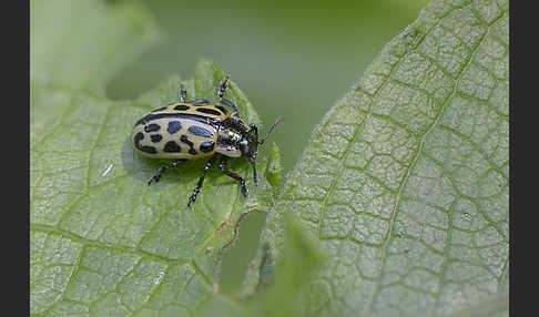 Gefleckter Weidenblattkäfer (Chrysomela vigintipunctata)