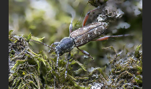 Grauer Espenbock (Xylotrechus rusticus)