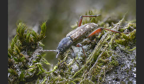 Grauer Espenbock (Xylotrechus rusticus)
