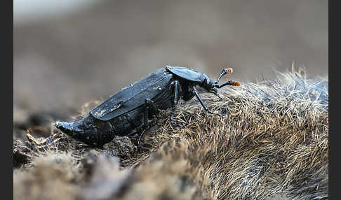 Ufertotengräber (Necrodes littoralis)