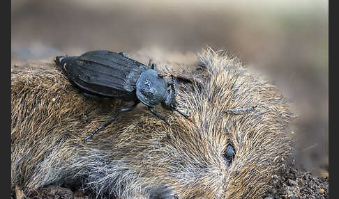 Ufertotengräber (Necrodes littoralis)