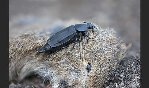 Ufertotengräber (Necrodes littoralis)