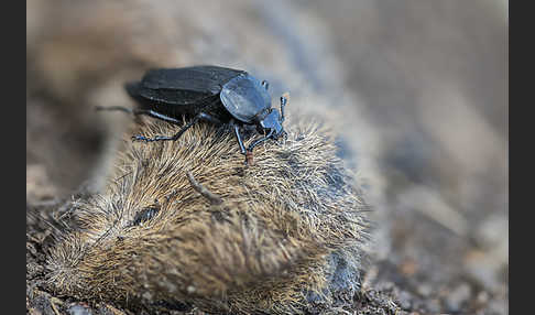 Ufertotengräber (Necrodes littoralis)