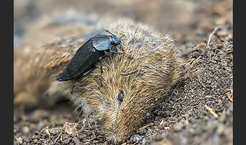 Ufertotengräber (Necrodes littoralis)