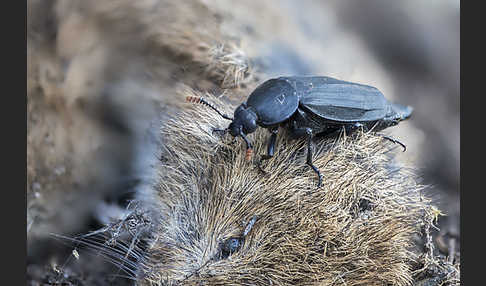 Ufertotengräber (Necrodes littoralis)