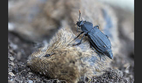 Ufertotengräber (Necrodes littoralis)