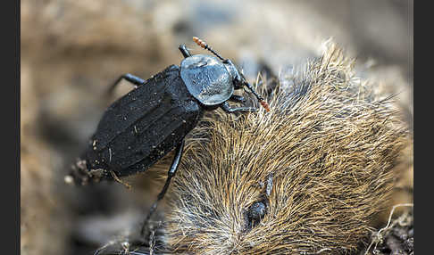 Ufertotengräber (Necrodes littoralis)