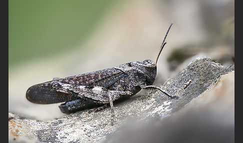 Rotflügelige Schnarrschrecke (Psophus stridulus)