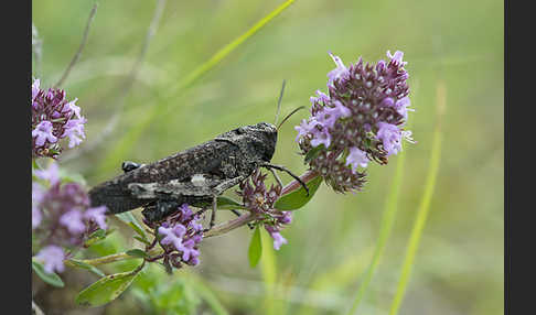 Rotflügelige Schnarrschrecke (Psophus stridulus)