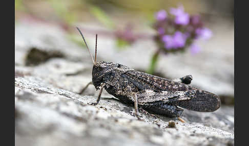 Rotflügelige Schnarrschrecke (Psophus stridulus)