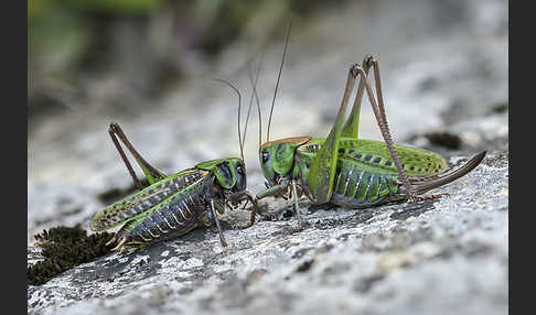 Warzenbeißer (Decticus verrucivorus)