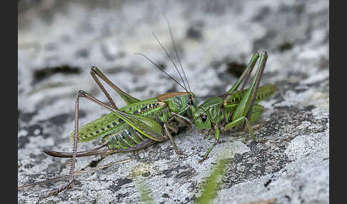 Warzenbeißer (Decticus verrucivorus)