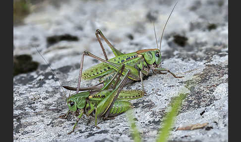 Warzenbeißer (Decticus verrucivorus)