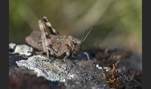 Rotflügelige Schnarrschrecke (Psophus stridulus)