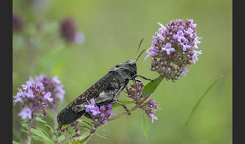 Rotflügelige Schnarrschrecke (Psophus stridulus)