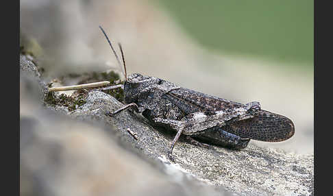 Rotflügelige Schnarrschrecke (Psophus stridulus)