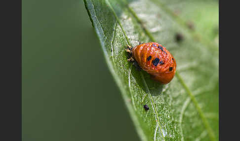 Asiatischer Marienkäfer (Harmonia axyridis)