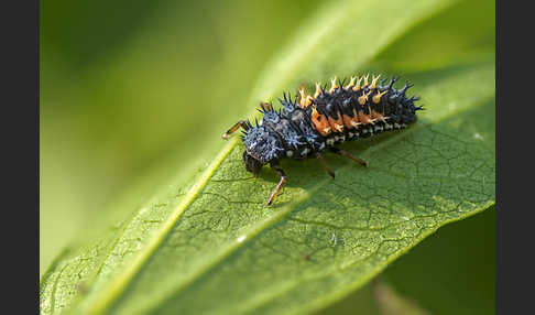 Asiatischer Marienkäfer (Harmonia axyridis)