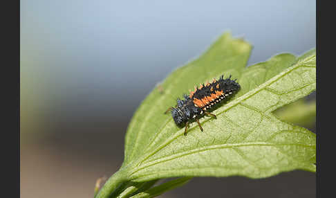 Asiatischer Marienkäfer (Harmonia axyridis)