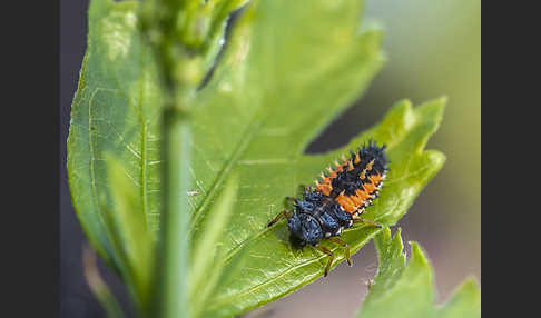 Asiatischer Marienkäfer (Harmonia axyridis)