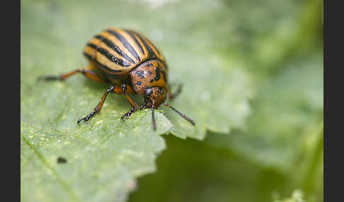 Kartoffelkäfer (Leptinotarsa decemlineata)