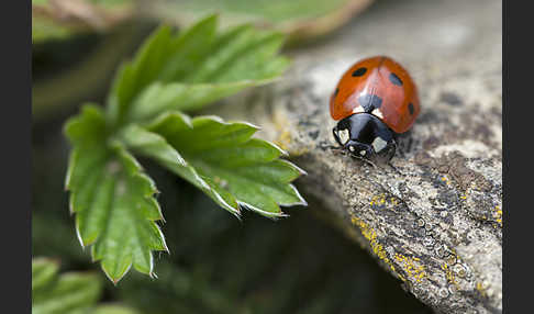 Siebenpunkt-Marienkäfer (Coccinella septempunctata)