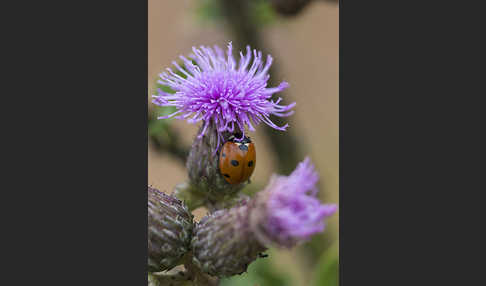 Siebenpunkt-Marienkäfer (Coccinella septempunctata)