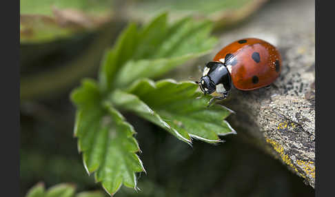 Siebenpunkt-Marienkäfer (Coccinella septempunctata)