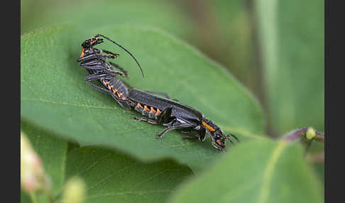 Dunkler Fliegenkäfer (Cantharis obscura)