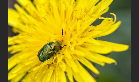 Smaragd-Fallkäfer (Cryptocephalus aureolus)