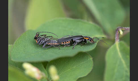 Dunkler Fliegenkäfer (Cantharis obscura)