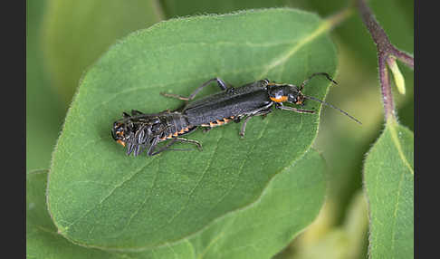 Dunkler Fliegenkäfer (Cantharis obscura)