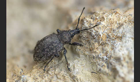 Luzernerüssler (Otiorhynchus ligustici)