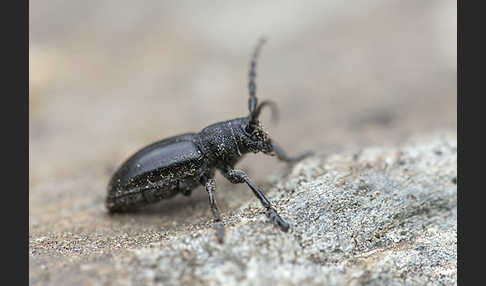 Variable Erdbock (Iberodorcadion fuliginator)