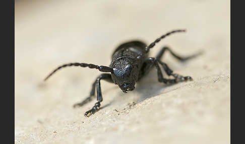 Variable Erdbock (Iberodorcadion fuliginator)