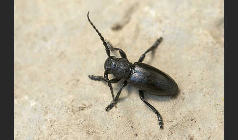 Variable Erdbock (Iberodorcadion fuliginator)