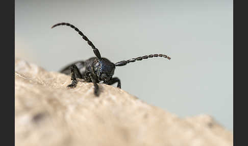 Variable Erdbock (Iberodorcadion fuliginator)