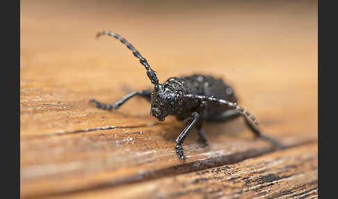 Variable Erdbock (Iberodorcadion fuliginator)