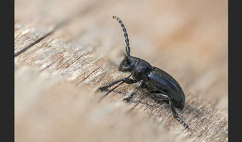 Variable Erdbock (Iberodorcadion fuliginator)