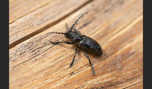 Variable Erdbock (Iberodorcadion fuliginator)