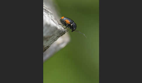 Querbindiger Fallkäfer (Cryptocephalus moraei)