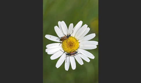 Fleckenhörniger Halsbock (Stictoleptura maculicornis)