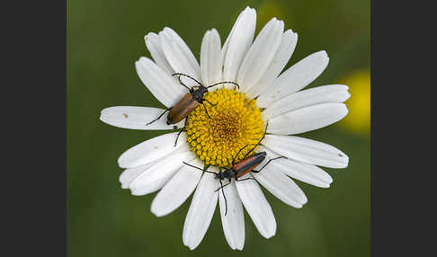 Fleckenhörniger Halsbock (Stictoleptura maculicornis)