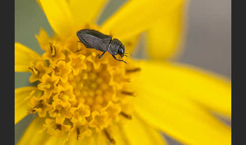 Vierpunktiger Kiefernprachtkäfer (Anthaxia quadripunctata)