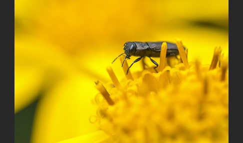 Vierpunktiger Kiefernprachtkäfer (Anthaxia quadripunctata)