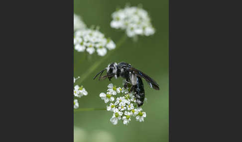 Blauschillernde Erdbiene (Andrena agilissima)