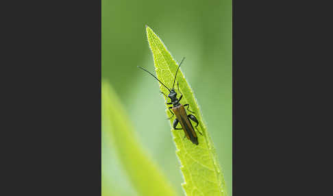 Gemeiner Scheinbockkäfer (Oedemera femorata)